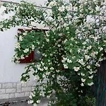דירה Andreja אופטיה