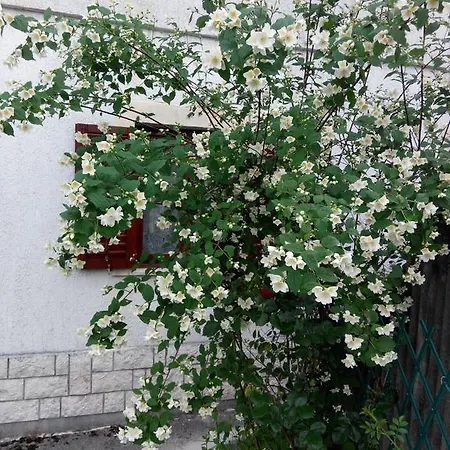 Lejlighed Andreja Opatija