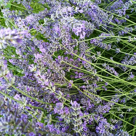 Andreja オパティヤ