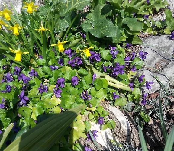 アパート Andreja