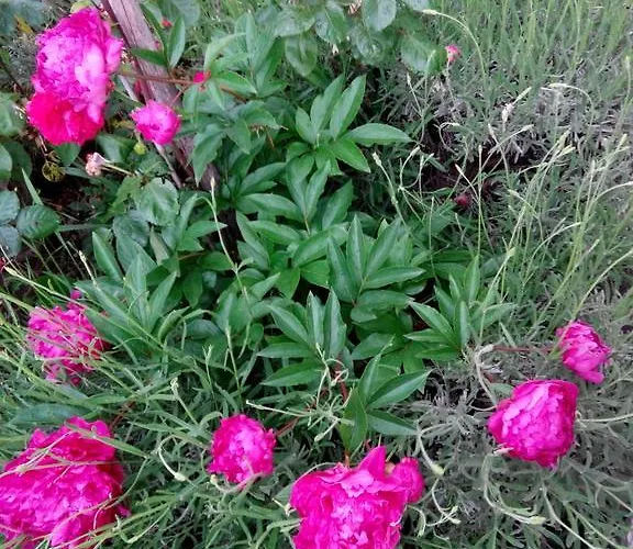 Apartamento Andreja *