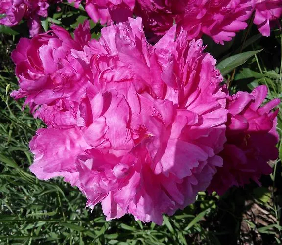 Andreja オパティヤ