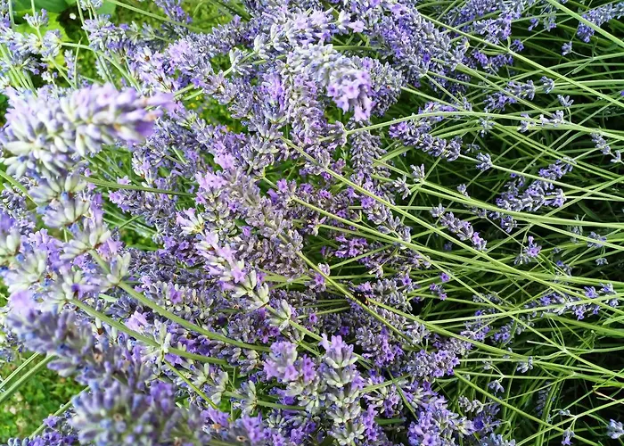 Andreja オパティヤ